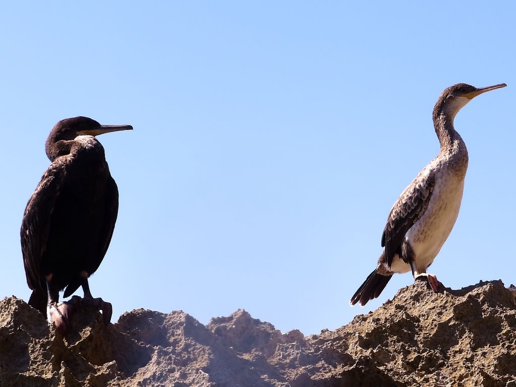 Da Formentera: Phalacrocorax aristotelis desmarestii?  S !